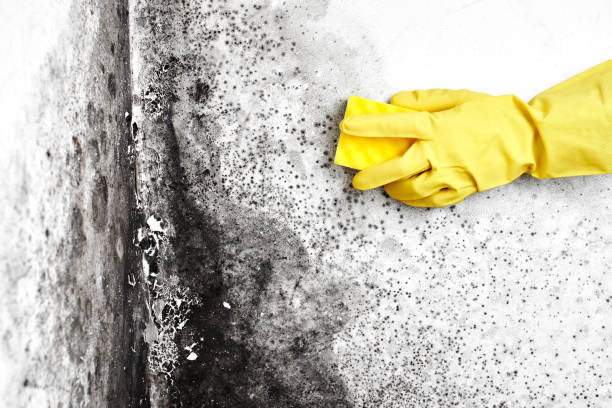 Best Post-Flood Mold Remediation in Parkville, MO