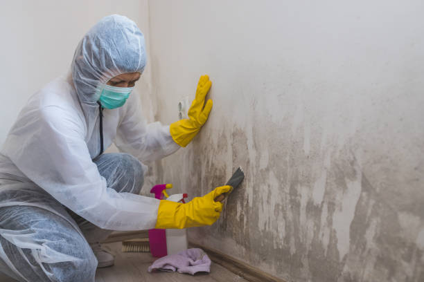 Best Insurance-Related Mold Remediation in Parkville, MO
