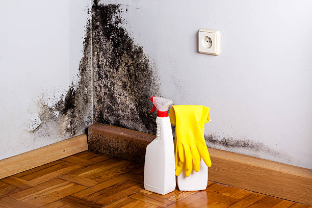 Best Basement Mold Remediation in Parkville, MO