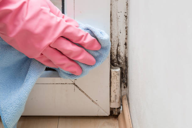 Best Emergency Mold Remediation in Parkville, MO